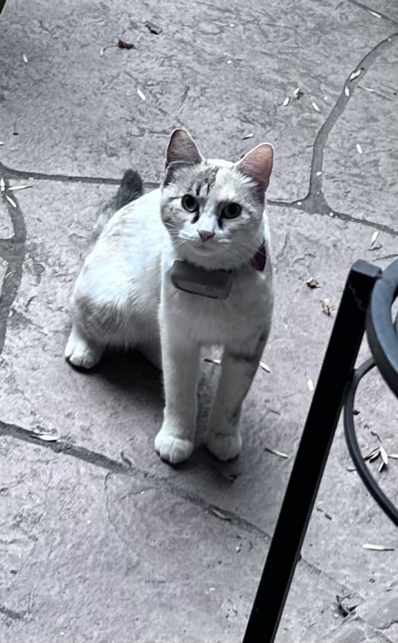 Grey Sphynx Cat Found in Denver, CO 80210 Near S University & E