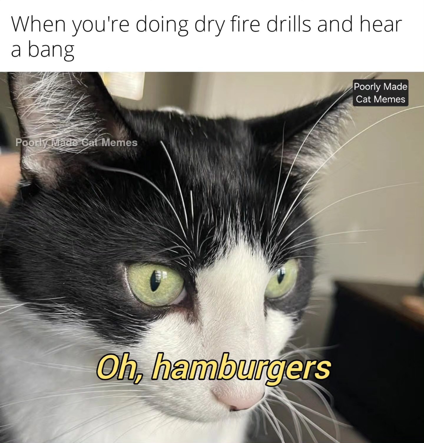 Whooooops, my ears are ringing... - Poorly Made Cat Memes | Facebook