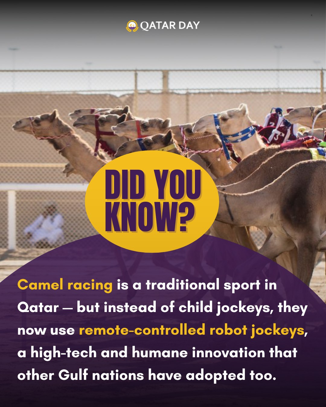 Qatar - Did you know? 🤔🐪 Camel racing is a beloved tradition in Qatar ...