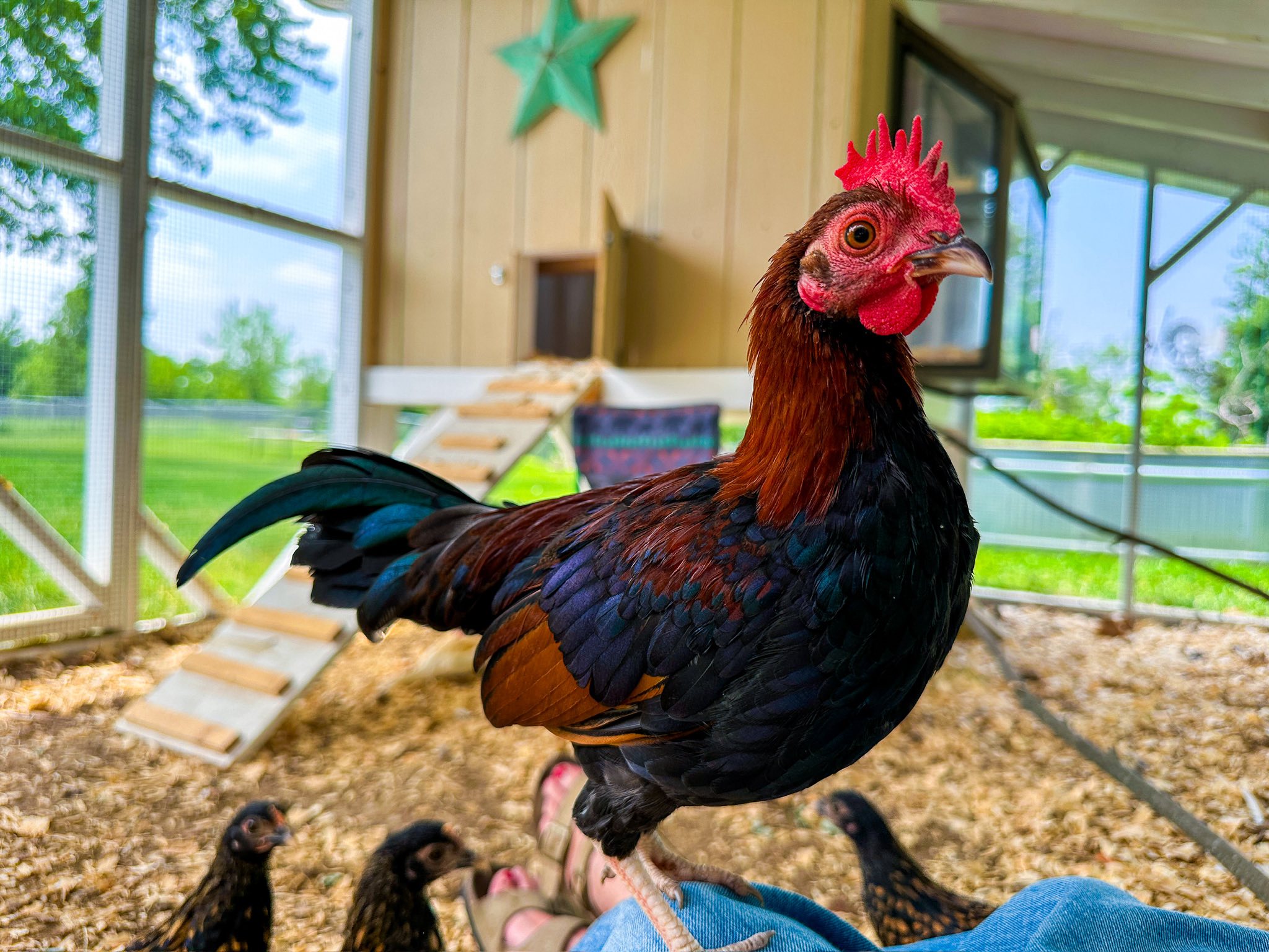 Looking to rehome 2 bantam roosters!