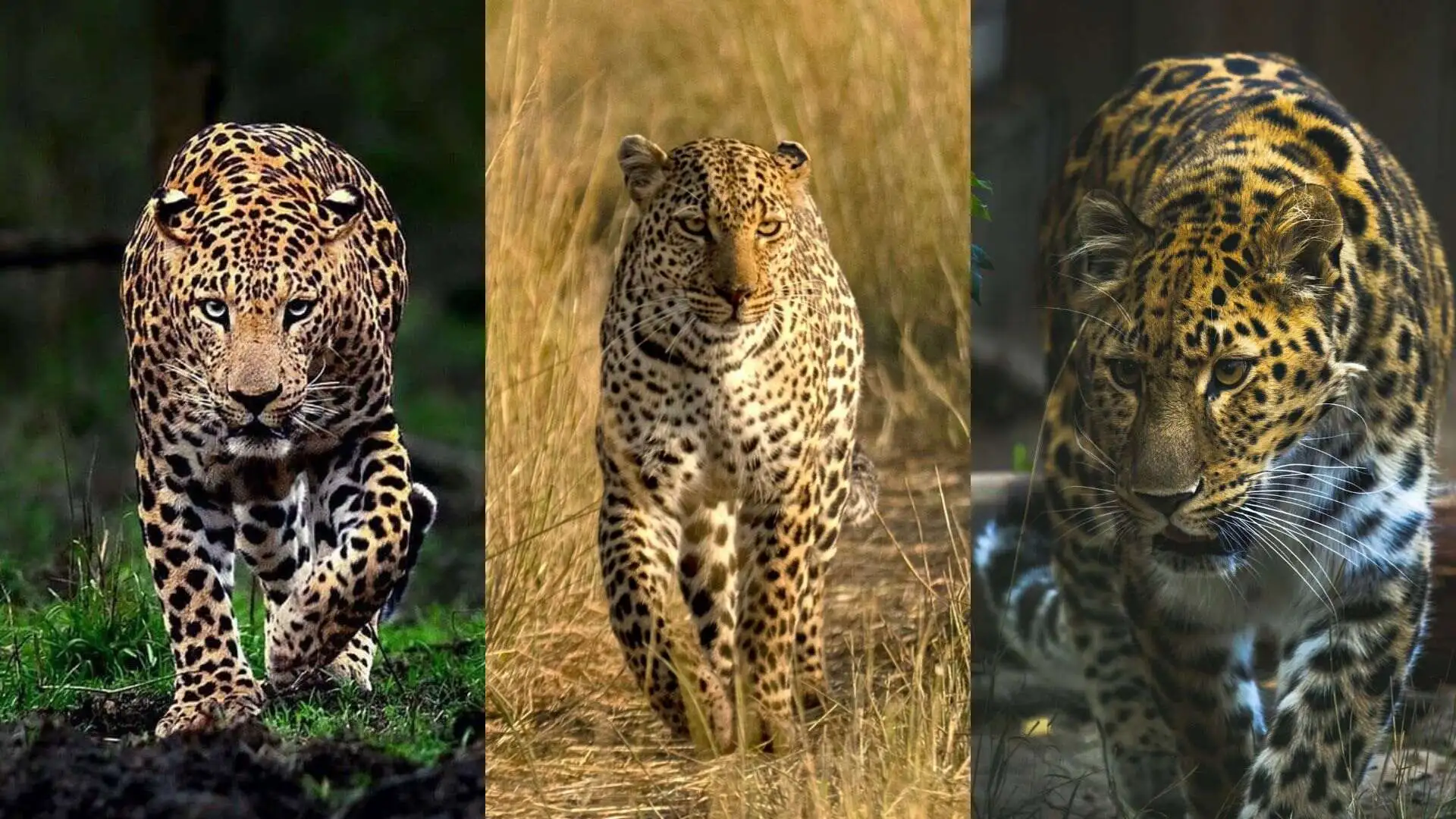SAVE - Indian Leopard vs. Amur Leopard vs. African Leopard Leopards are ...