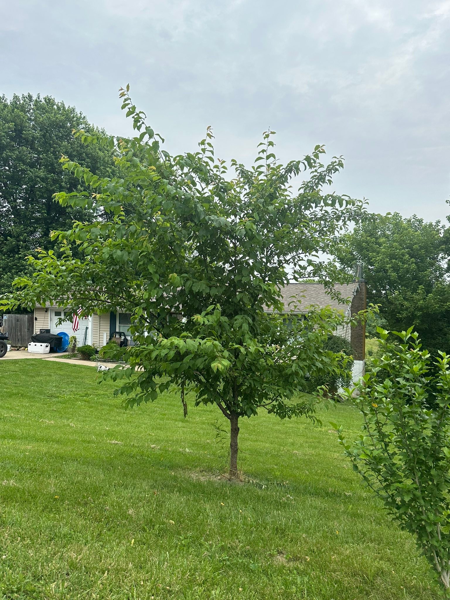 What is this fruit tree that bears fruit after 4 years?