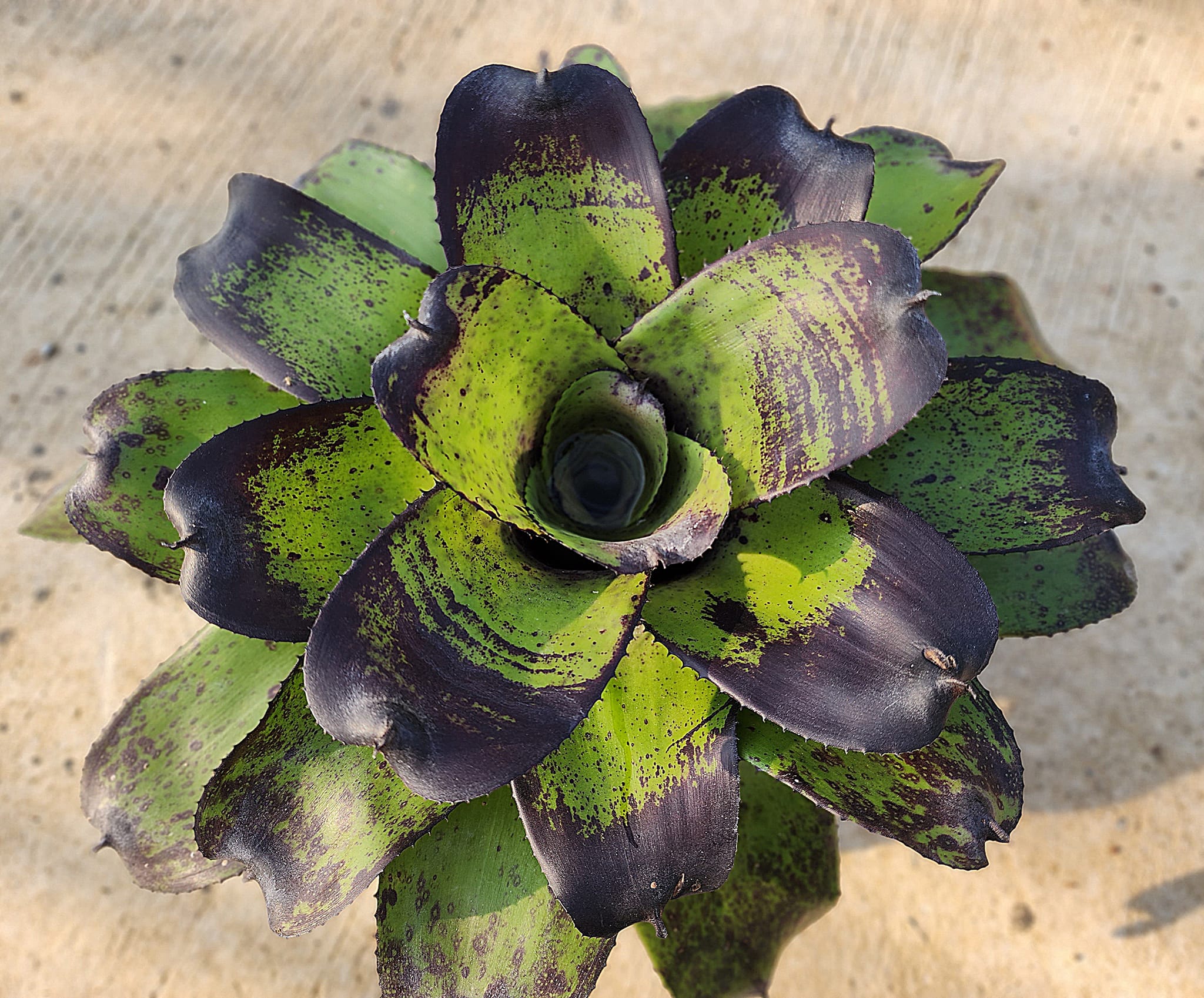 Neoregelia 'Black Opal' variegated bromeliad review