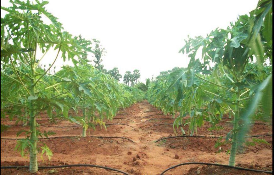 Drip Irrigation - APMIP, Kadapa