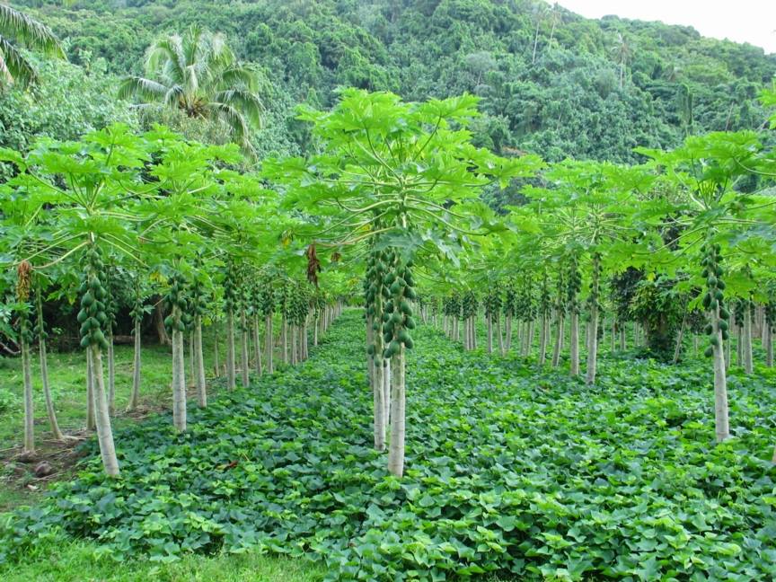 Drip Irrigation - APMIP, Kadapa