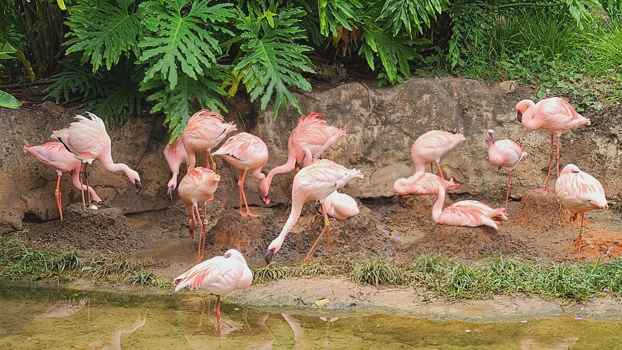 Flamingo fun facts Friday! 🦩🦩 🦩: There are six species of