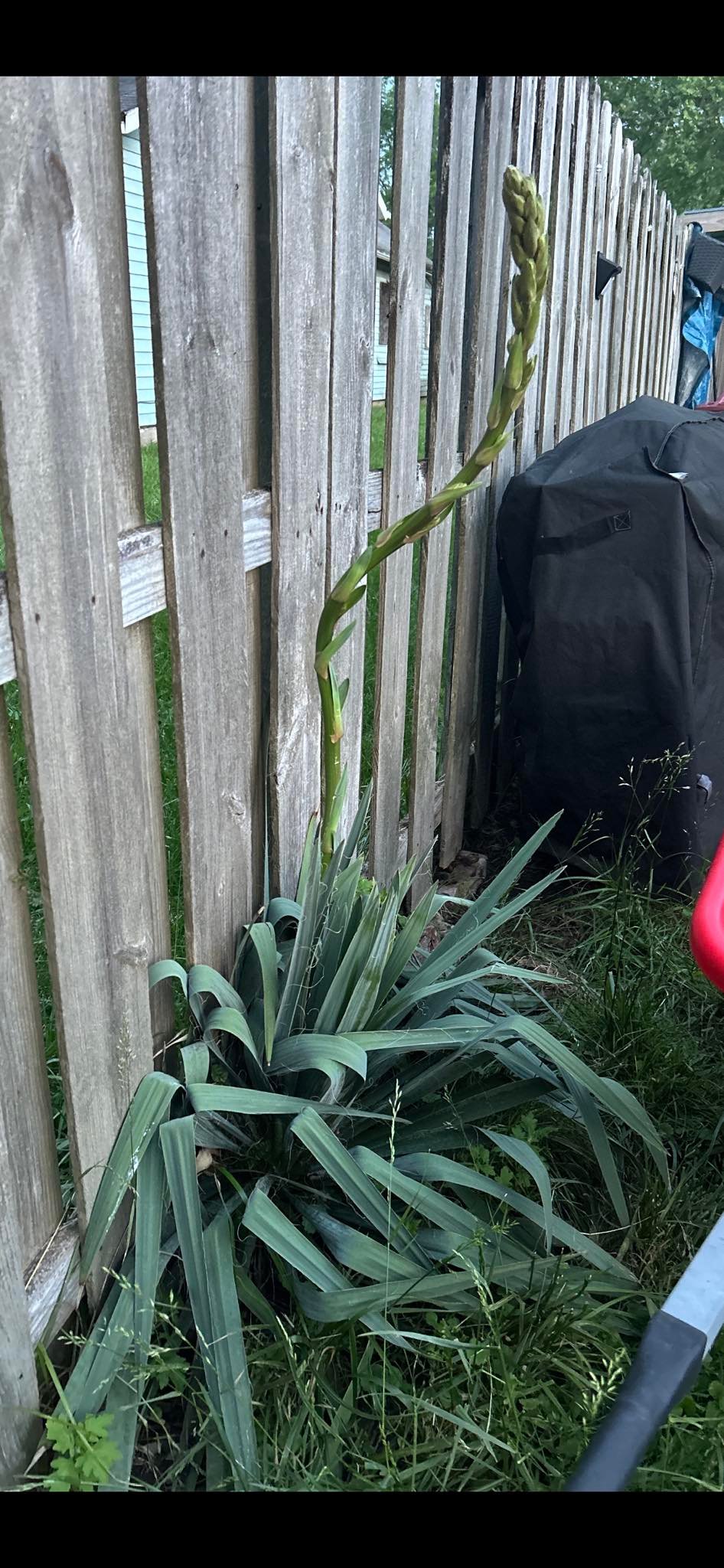 What is the identity of the yucca plant variety in the photo?