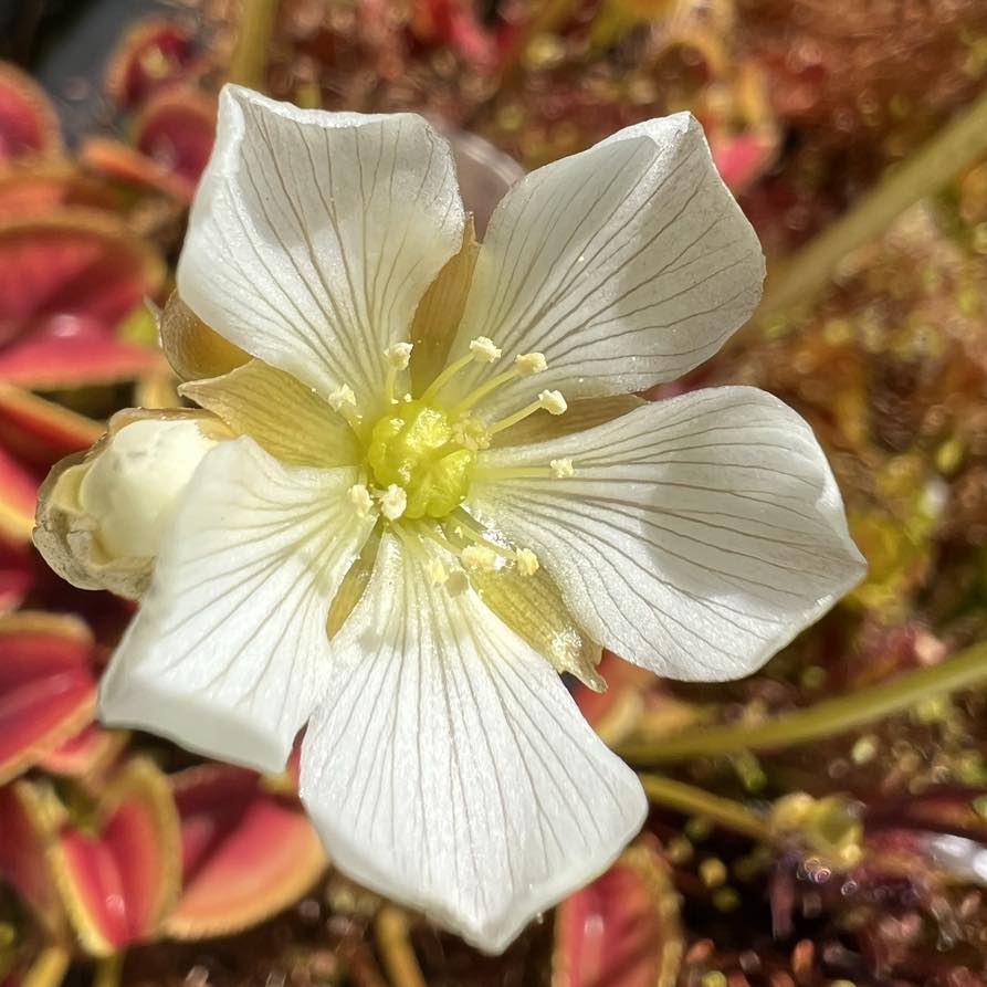 A lovely flytrap flower in full bloom 😍 We leave these flowers on