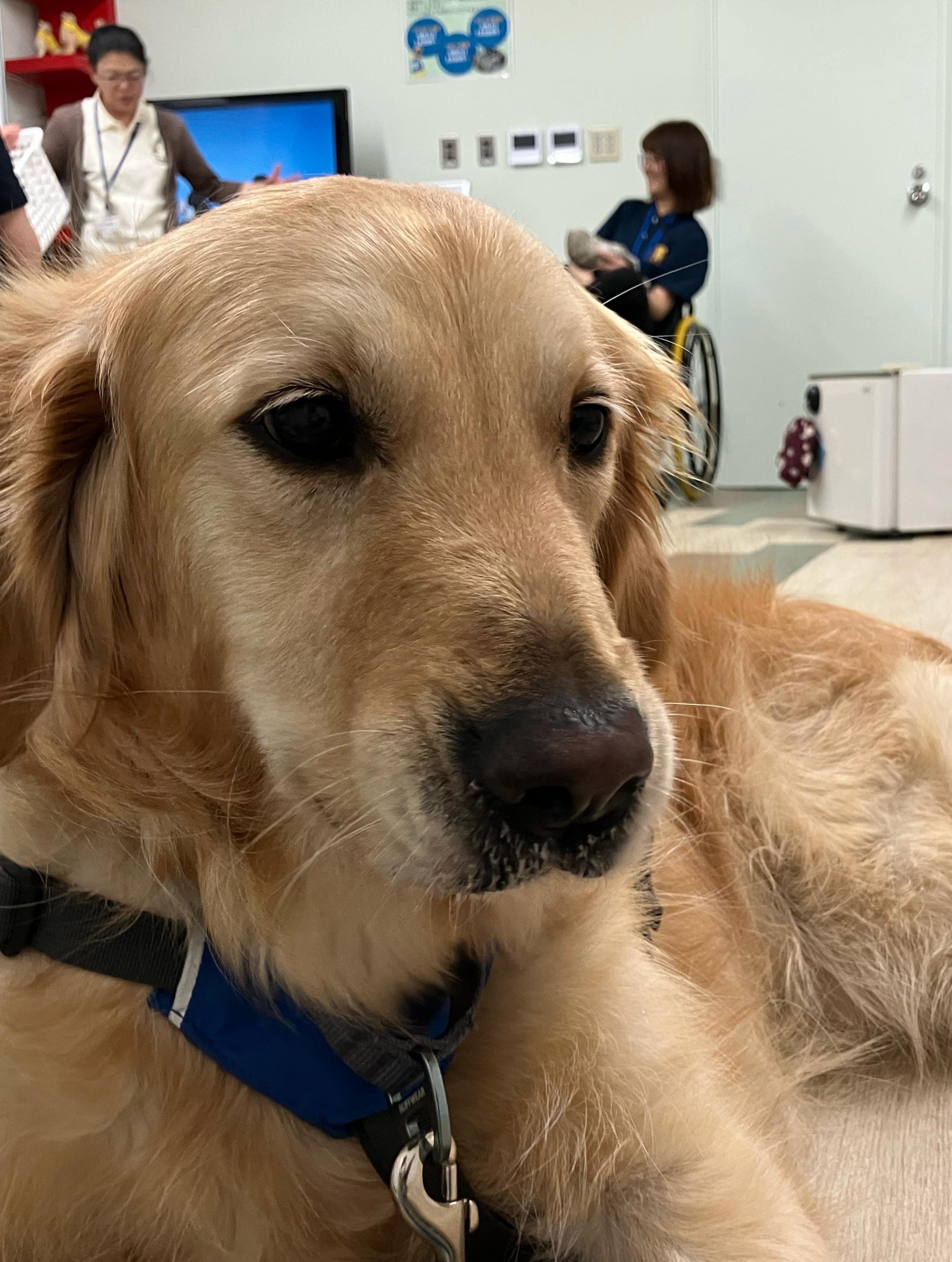 日本介助犬協会】... - 【日本介助犬協会】 介助犬総合訓練センター 
