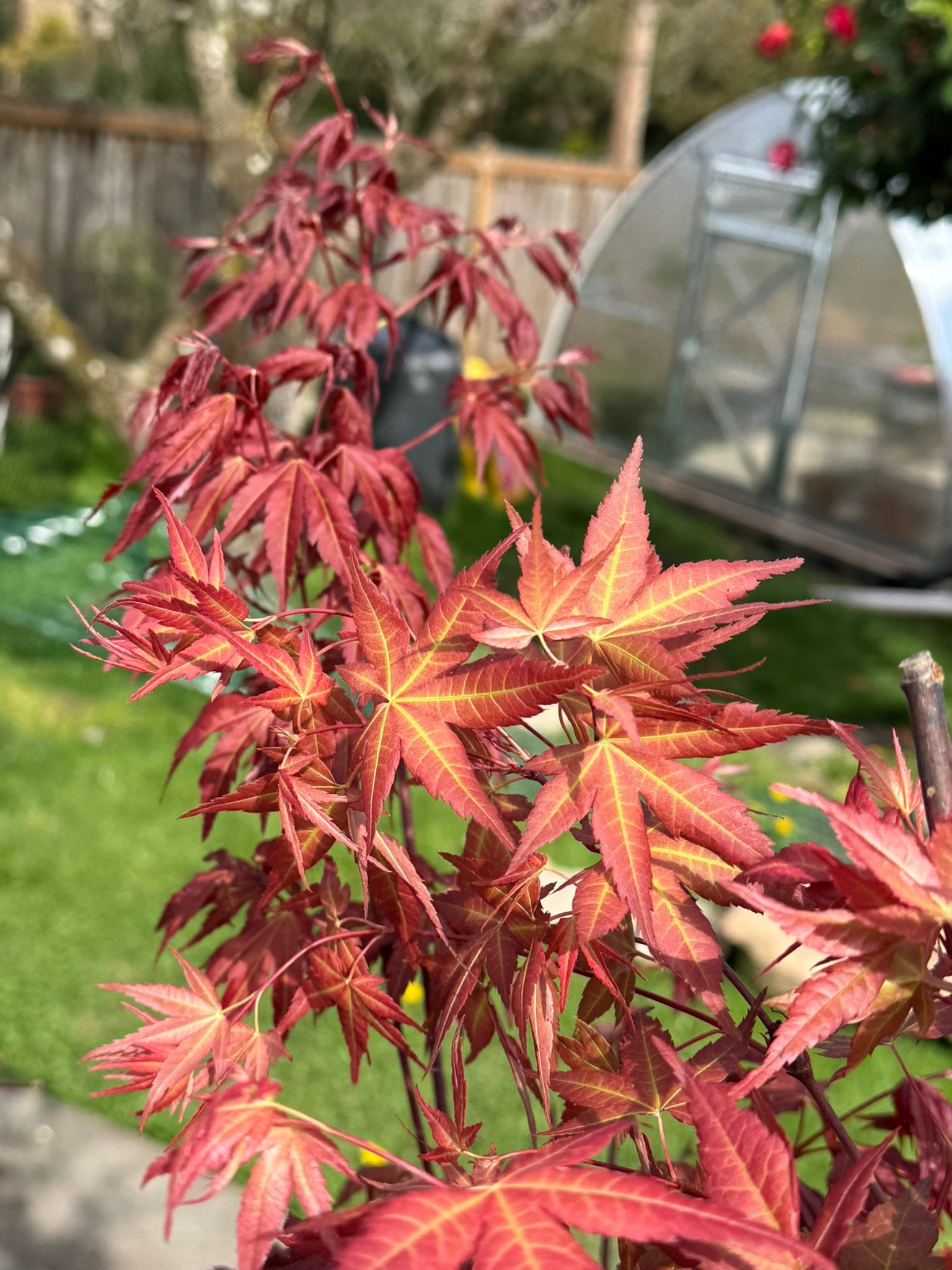 Naniwa Beni Japanese Maple plant leafing out