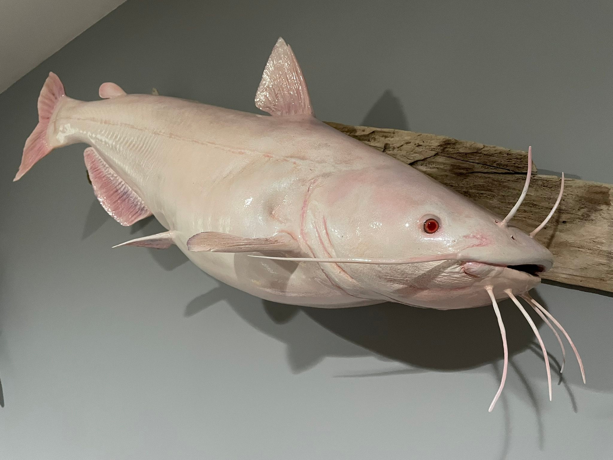 fishing clash albino wels catfish without lure Chinese (Silurus merdionalis)  Predatory Fins Caught unique albino catfish while