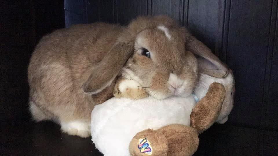 Colorado Rabbit and Small Animals | ISO baby holland lops | Facebook