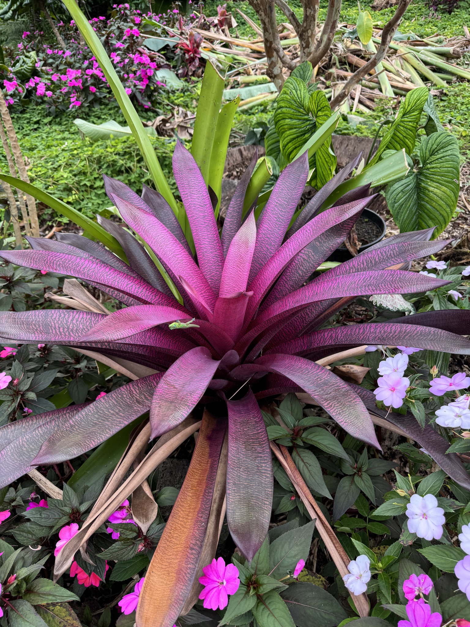 ブロメリア・エアープランツ Vriesea Dream Catcher x Hawaian Ruby One of our first Vriesea hybrids Hawaiian Ruby selfed.