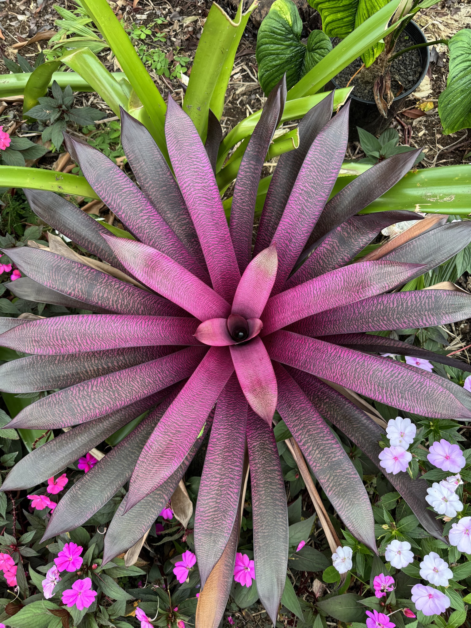 One of our first Vriesea hybrids Hawaiian Ruby selfed.