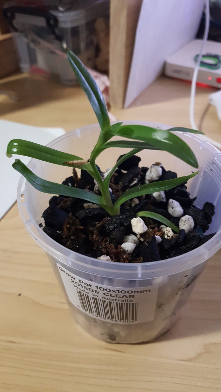 Paphiopedilum Delrosi, it prepares other stems😀