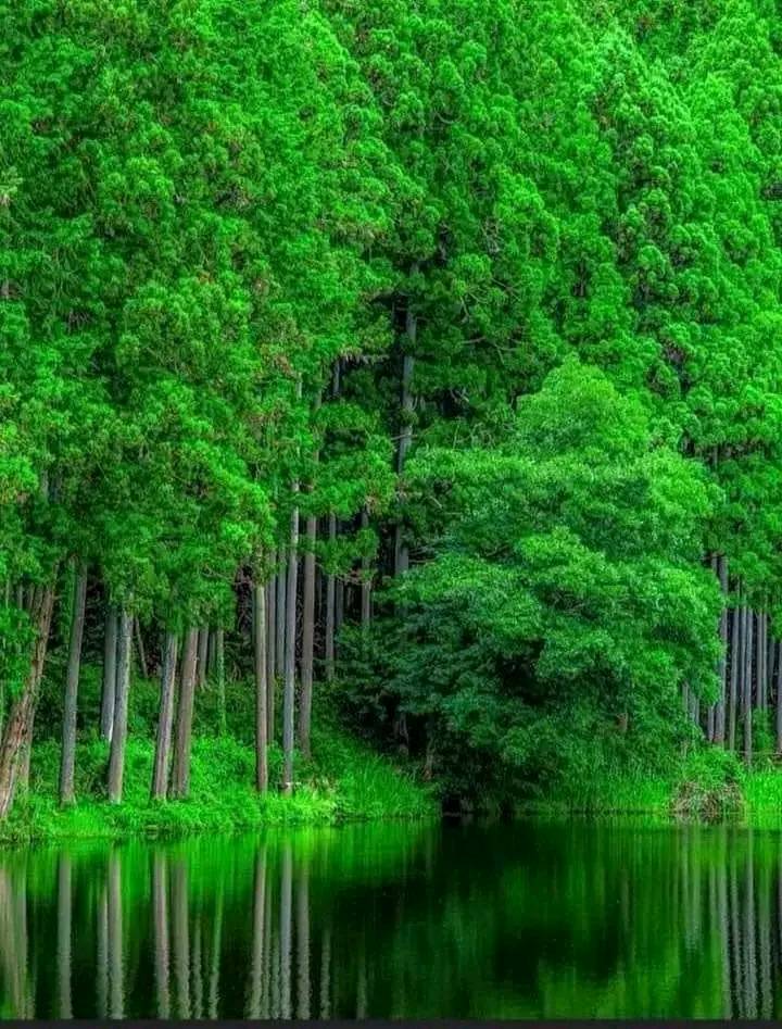 Now this is a green forest 💚💚💚