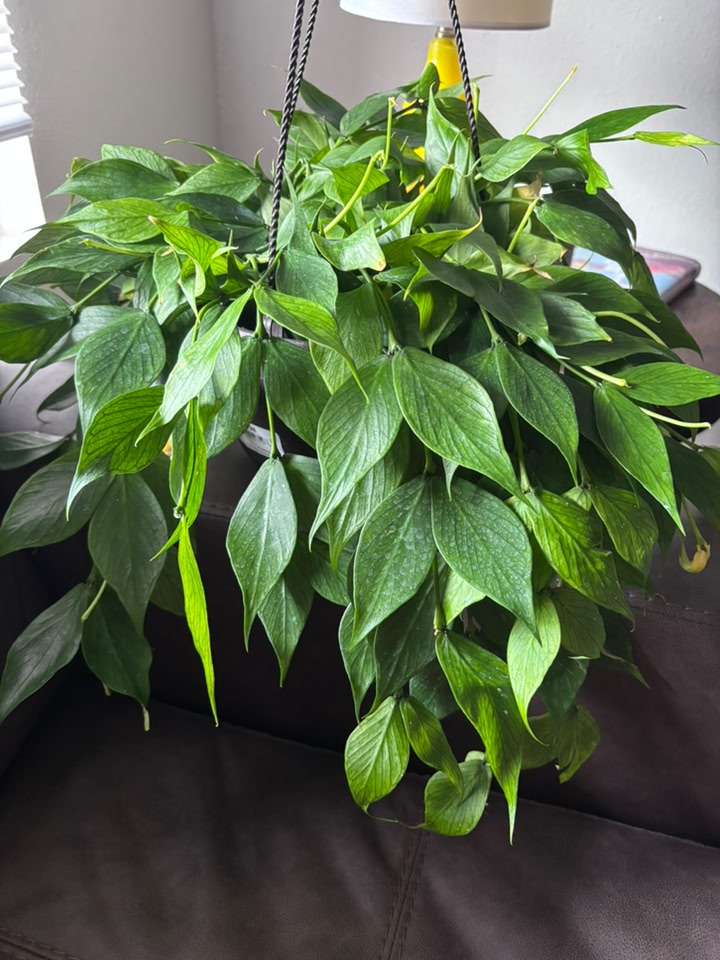Exciting big box store plant find for plant lovers