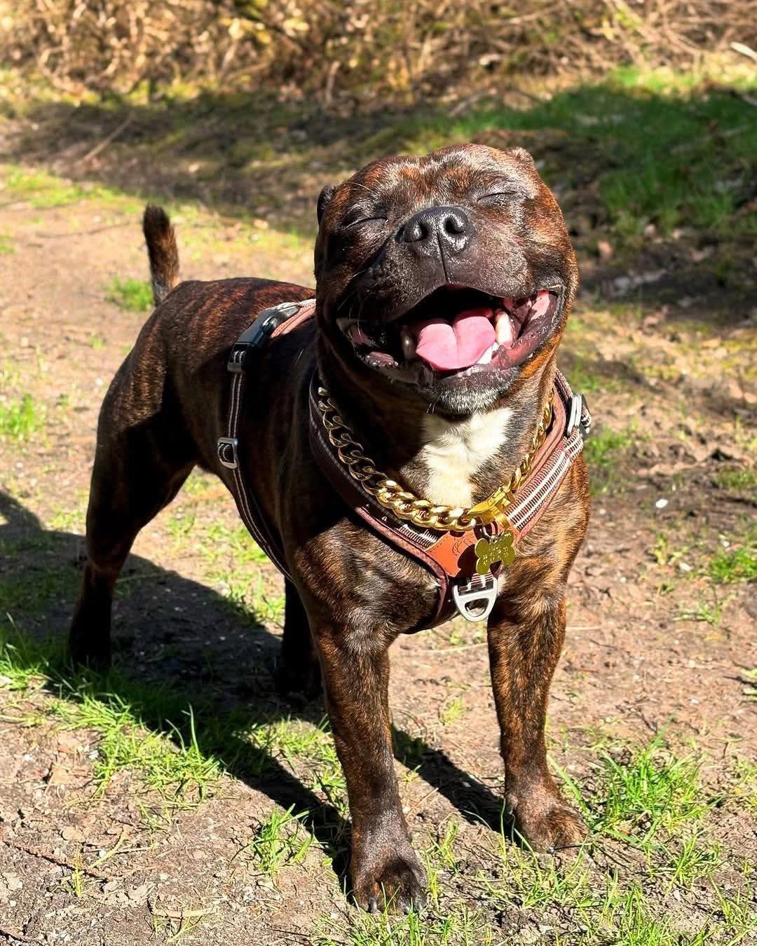 Staffy Lover - His owner is a billionaire 🤑 and that... | Facebook