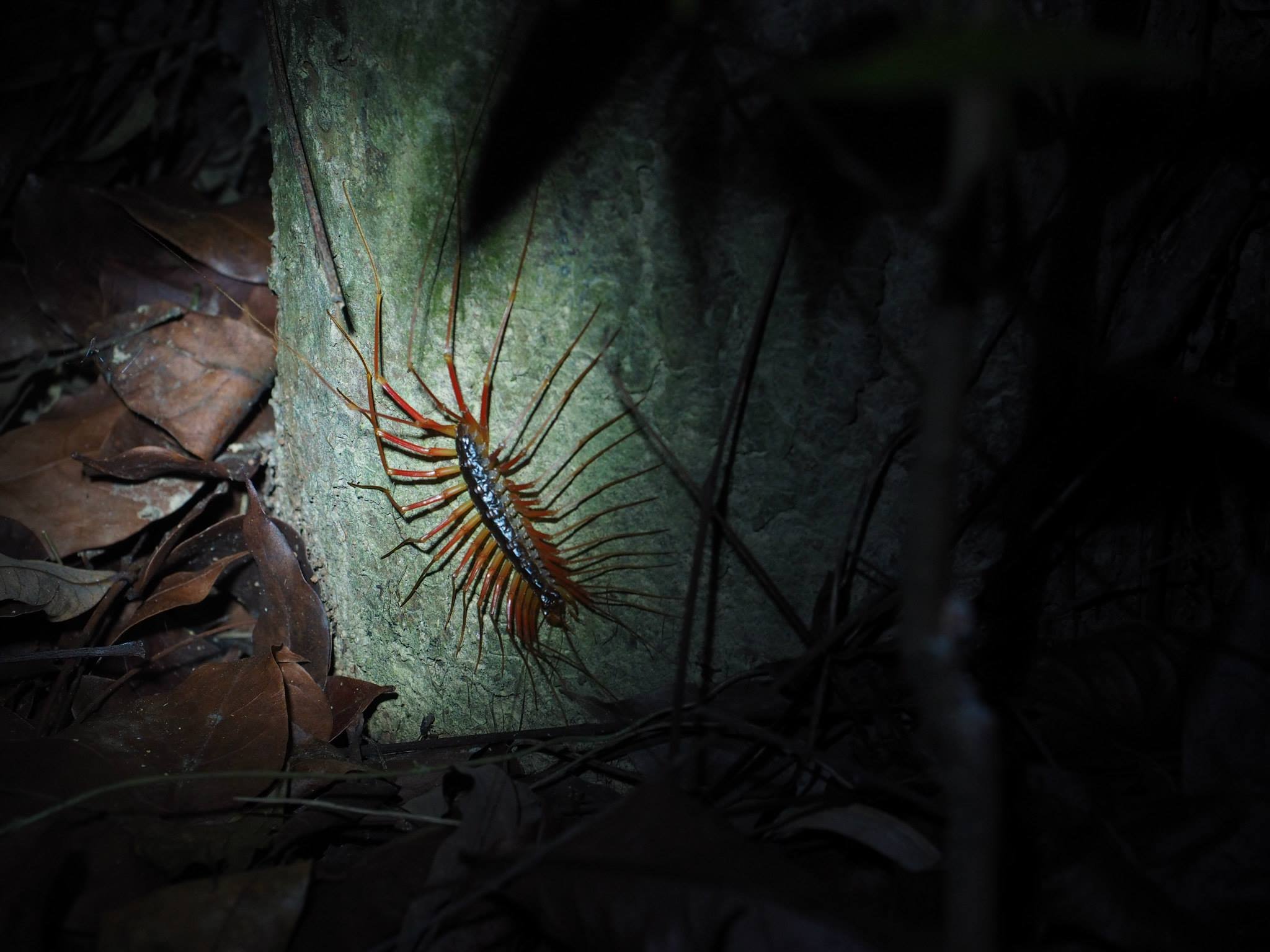 What is this three to four inch leg span insect in southern Taiwan?