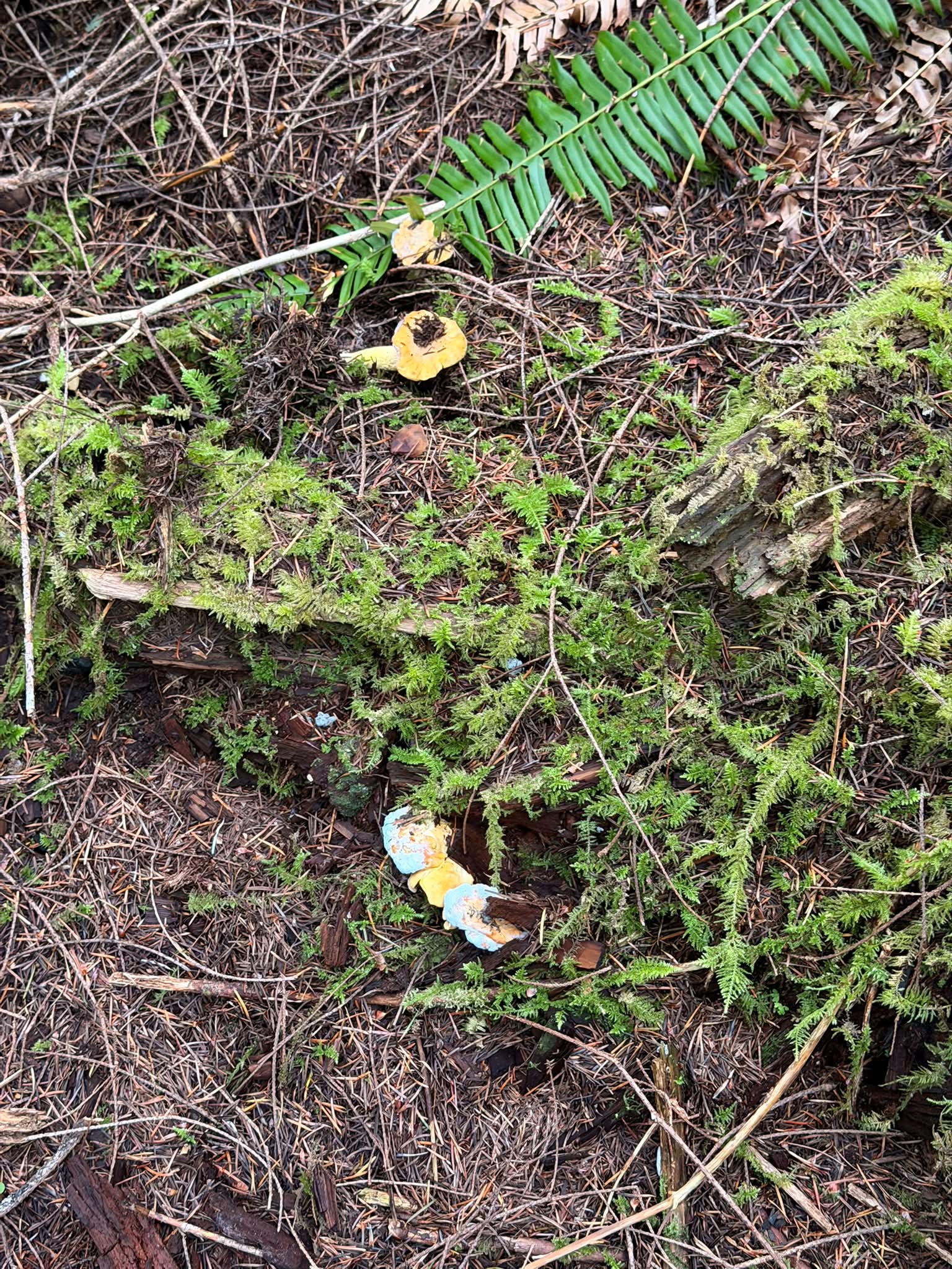 Lots of moldy ones today in Clatsop. Luckily we found a lot more