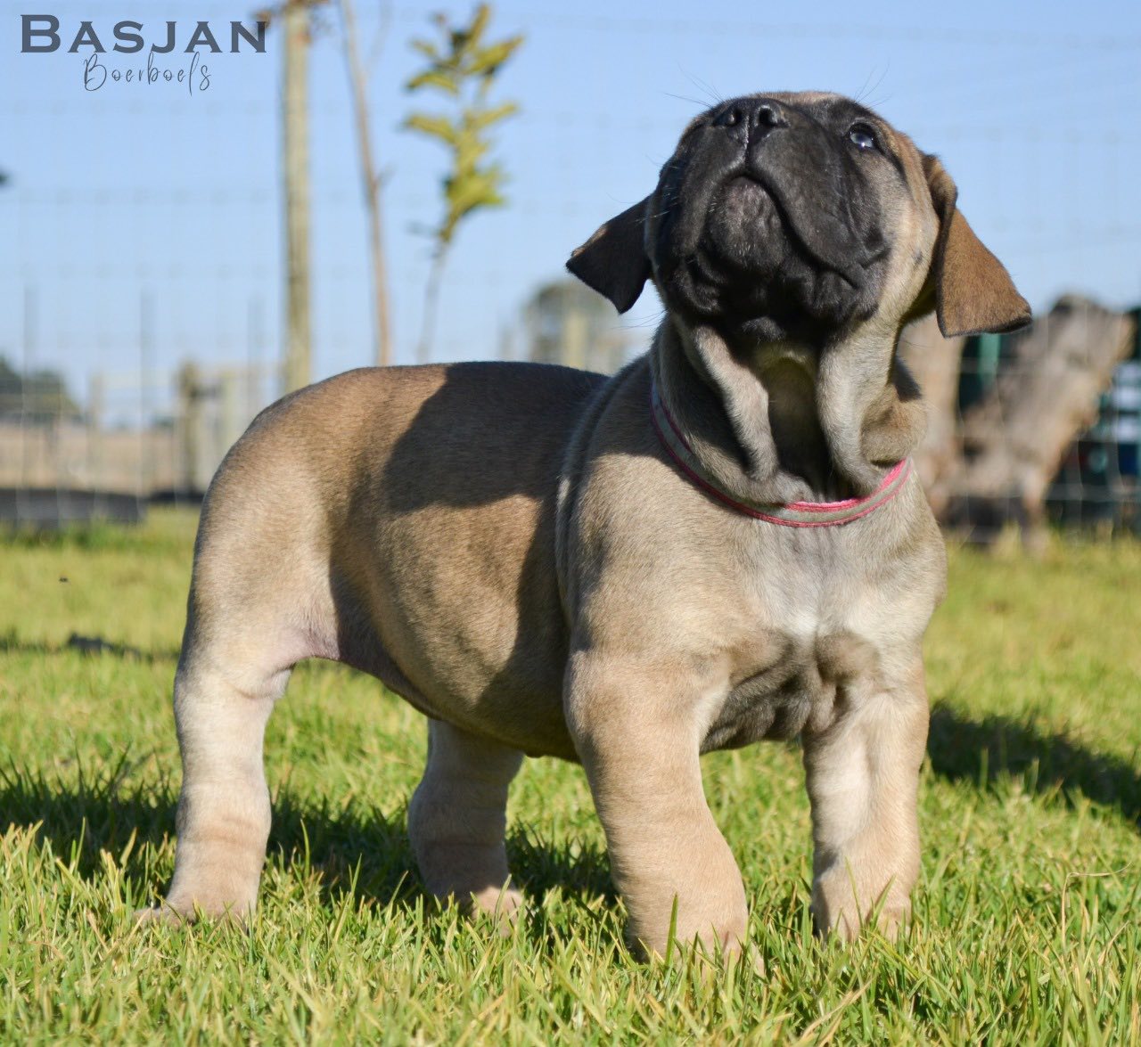 Basjan Boerboels added a new photo. - Basjan Boerboels
