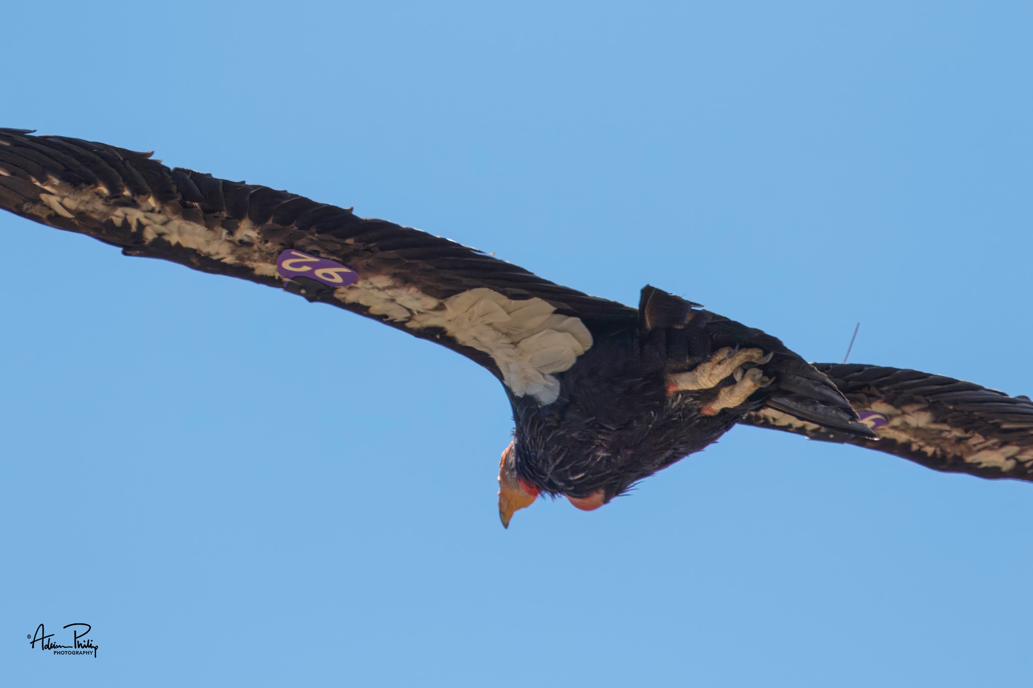 West County HawkWatch Raptor Resource Page - Citizen Scientist Group ...