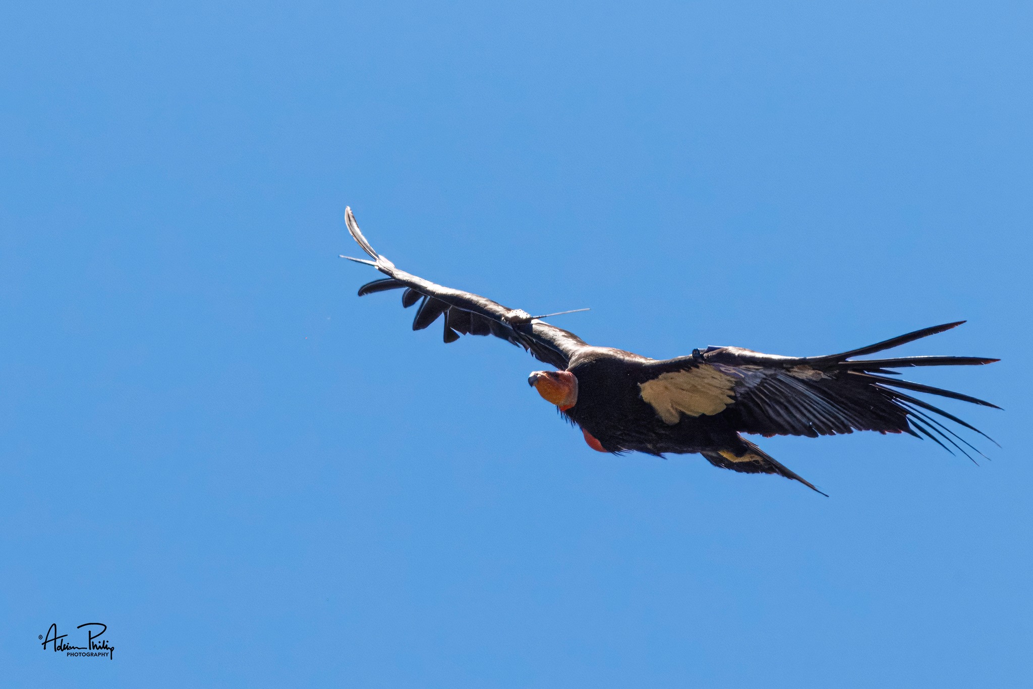 West County HawkWatch Raptor Resource Page - Citizen Scientist Group ...