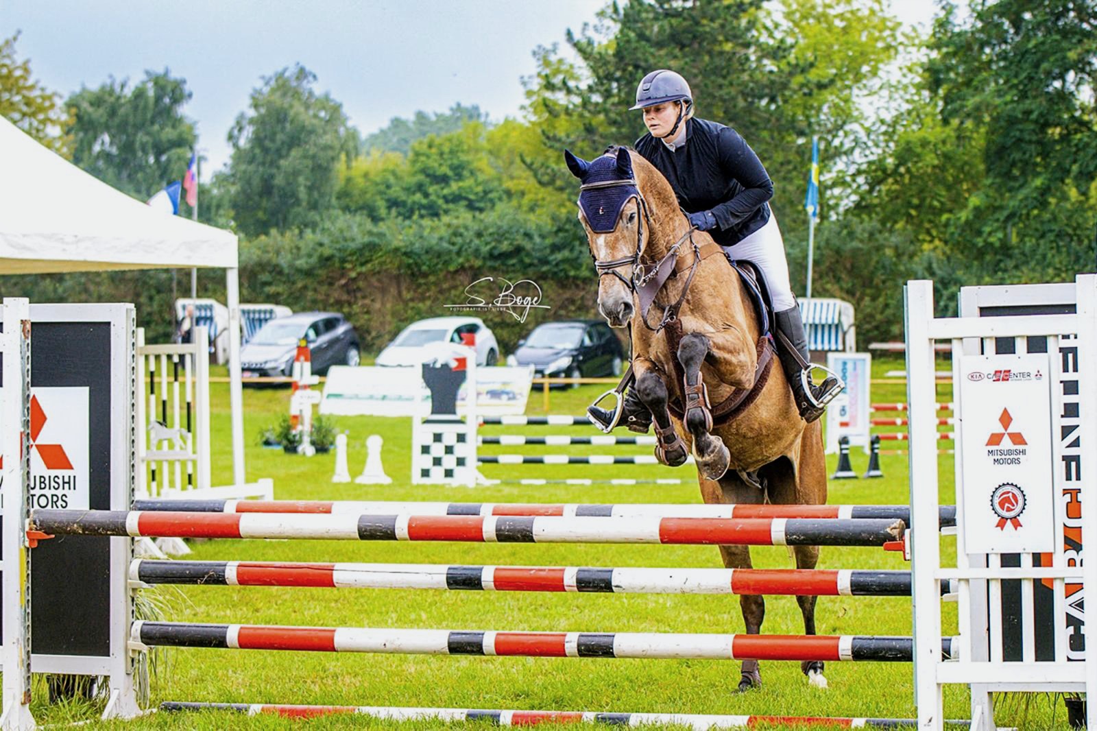 German warmbloods for sale: Tasco and Clarcson