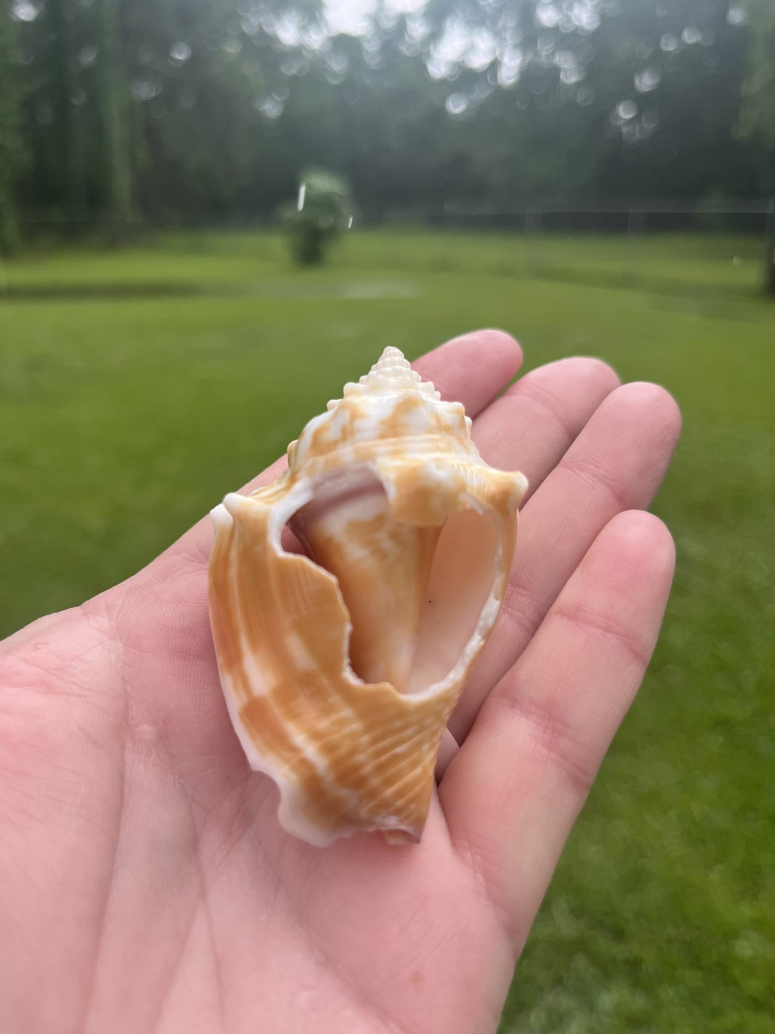イシブンブク　フリーク　個体　殻 What is this purple shell found in the Florida Keys?