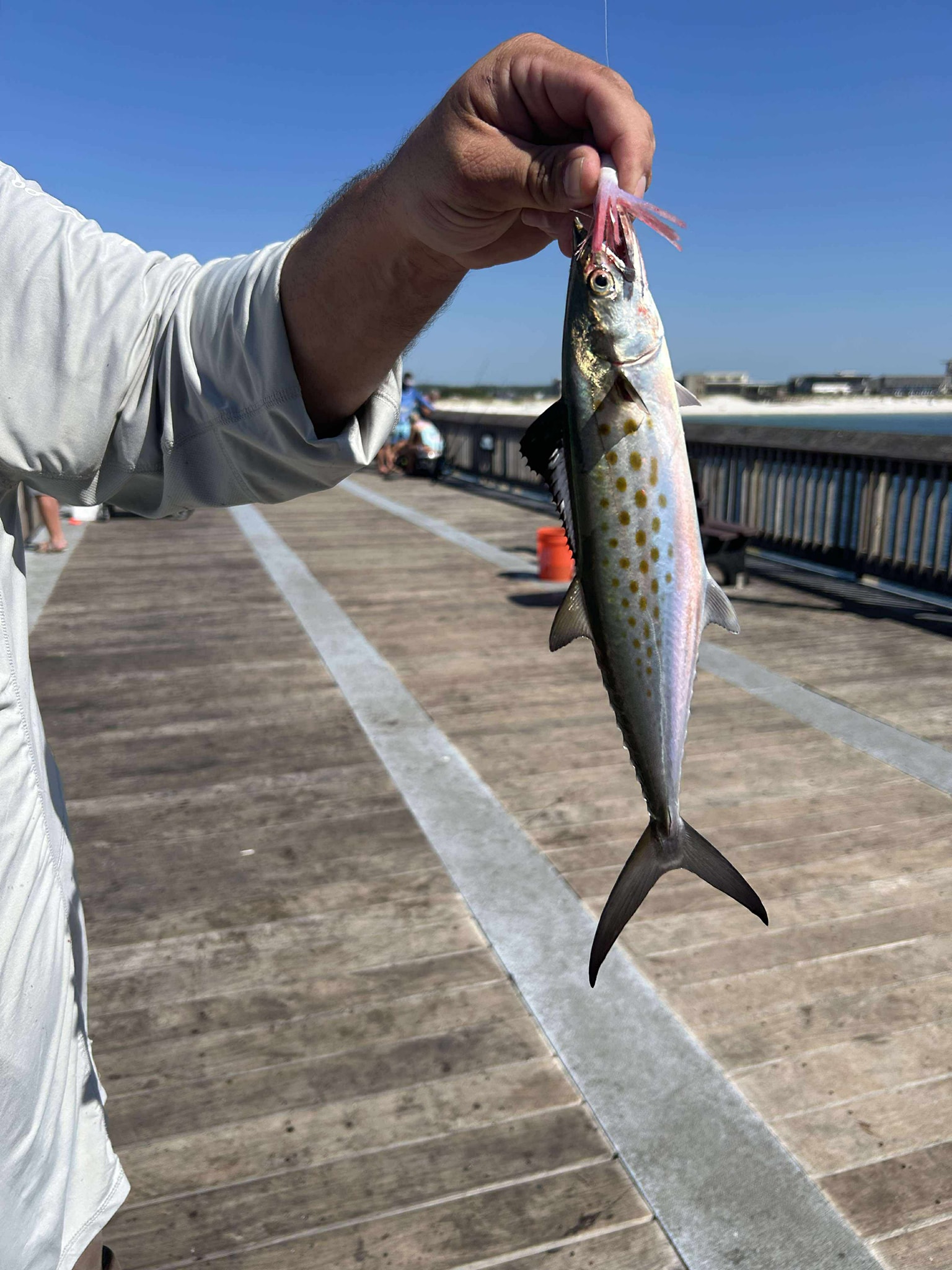 GS Pier Rats | Just got home from a week down fishing | Facebook