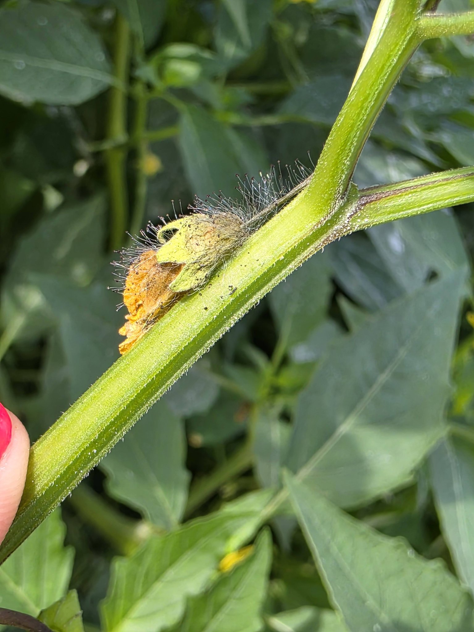 What is the fuzzy stuff on my tomatillo buds?