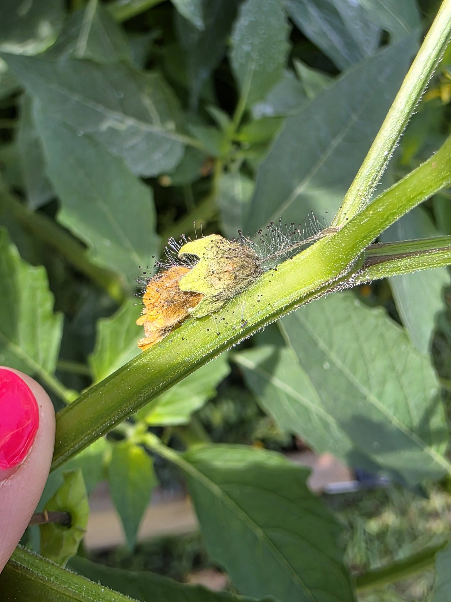 What is the fuzzy stuff on my tomatillo buds?
