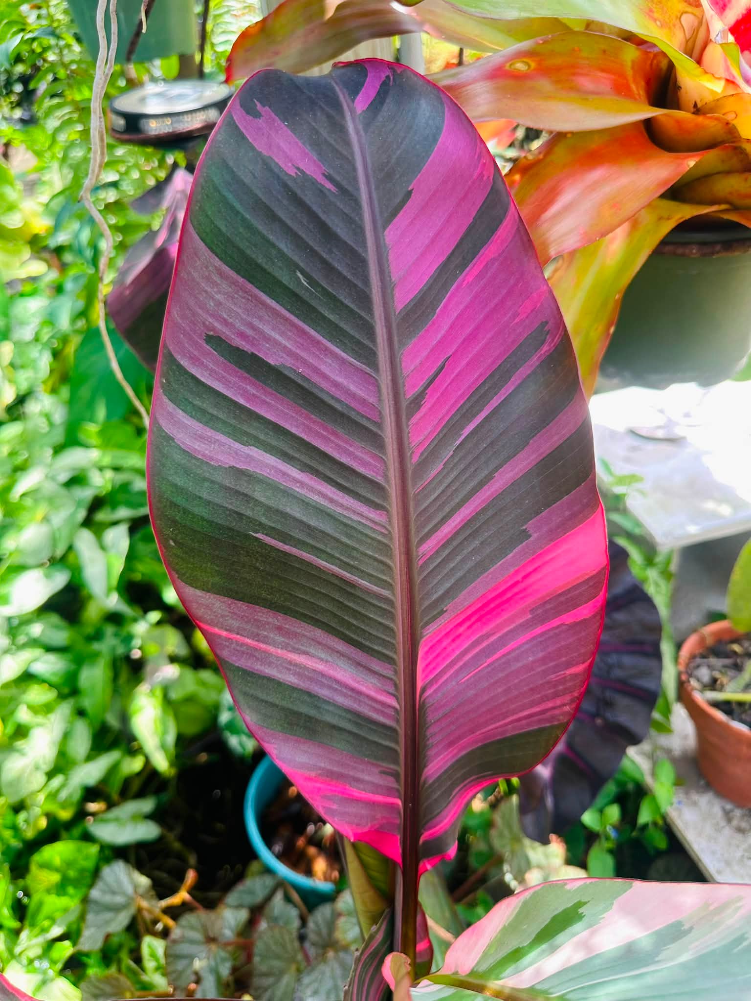 The The Musa 'Nono' Pink Variegated . The bigger it gets the better.