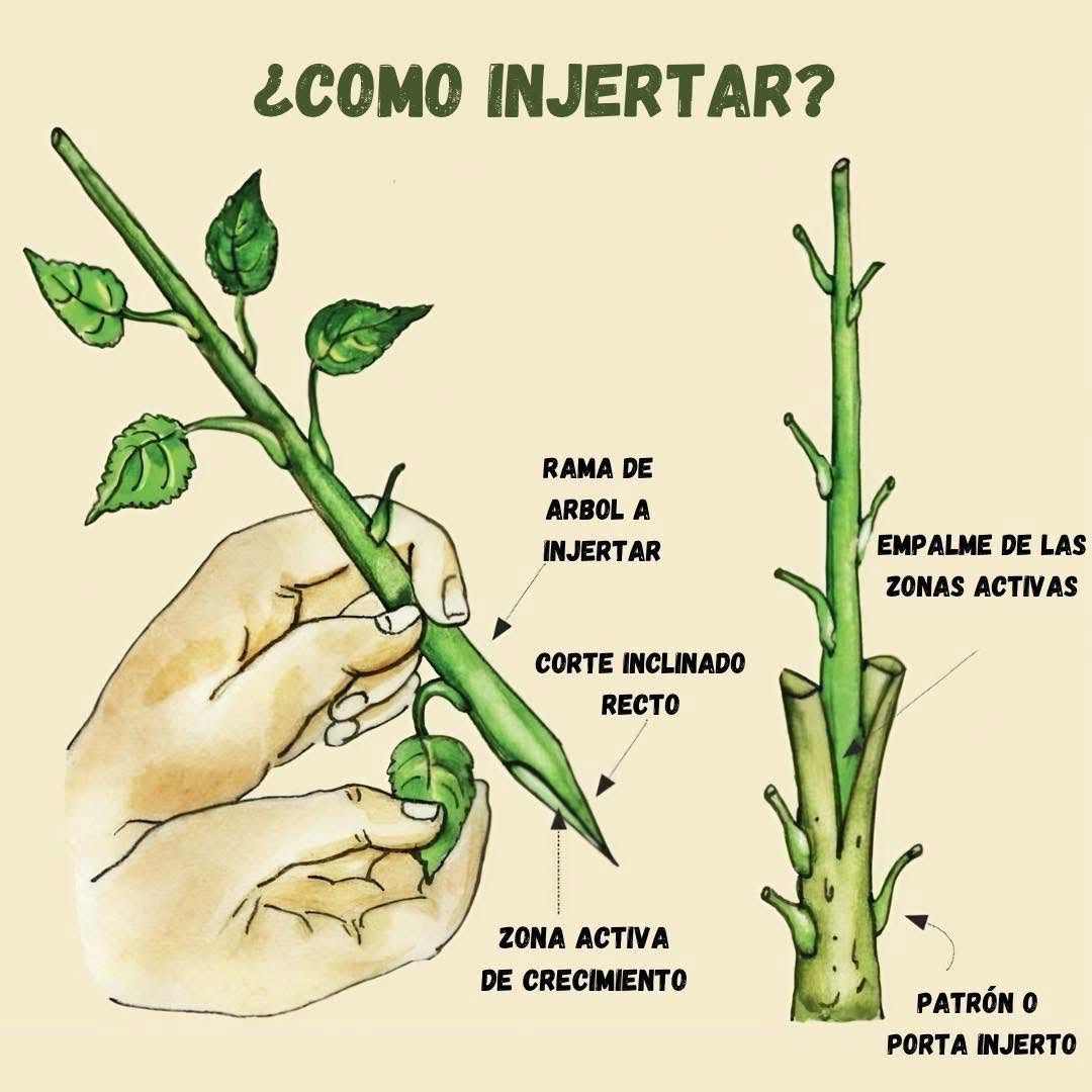 Jardín - El injerto 🌱 es una técnica agrícola que une dos plantas para ...