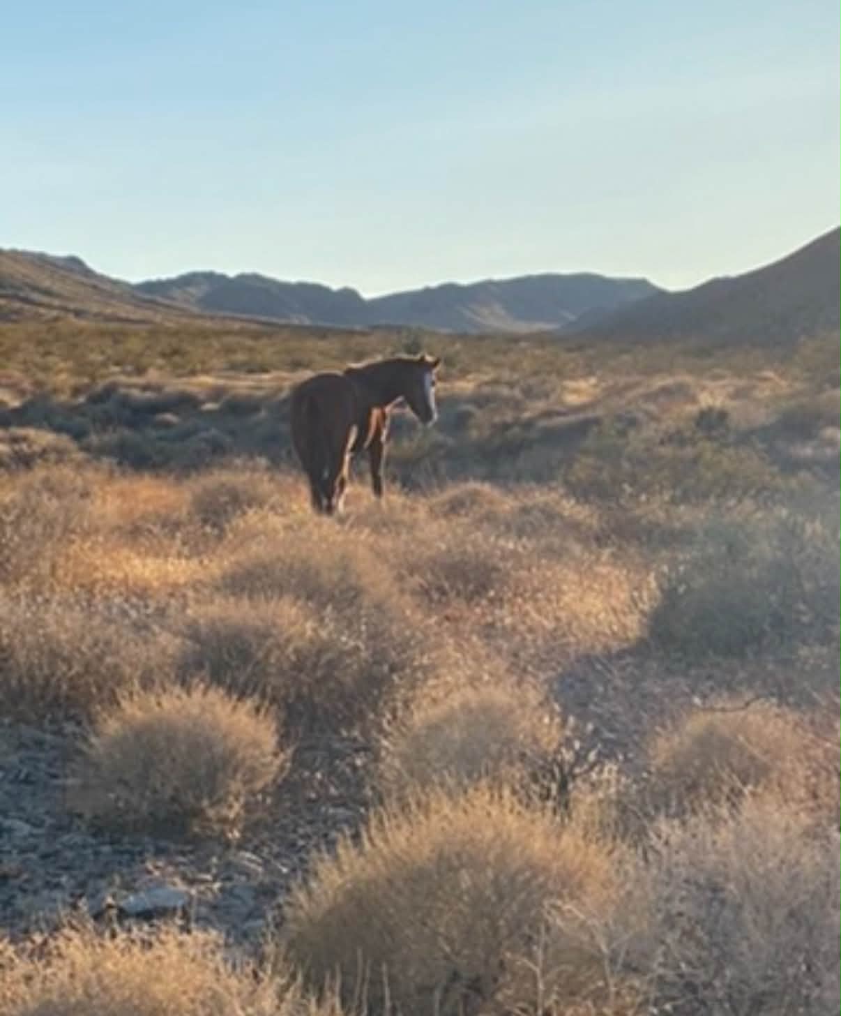 Identifying a sorrel horse with blaze and white socks in Pinto
