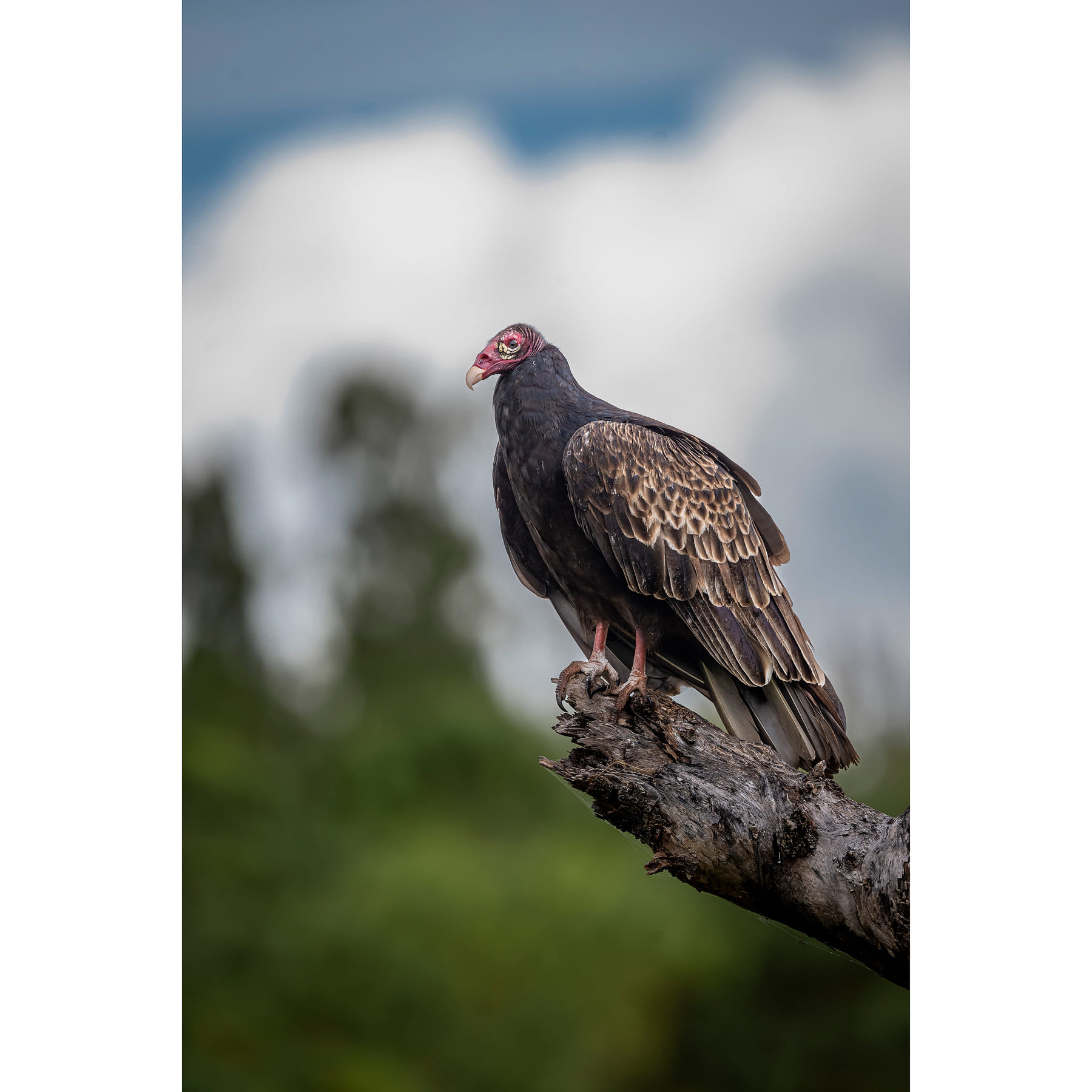 freedom Turkey Vulture - Cathartes aura Québec Canada Z9 - 800 PF
