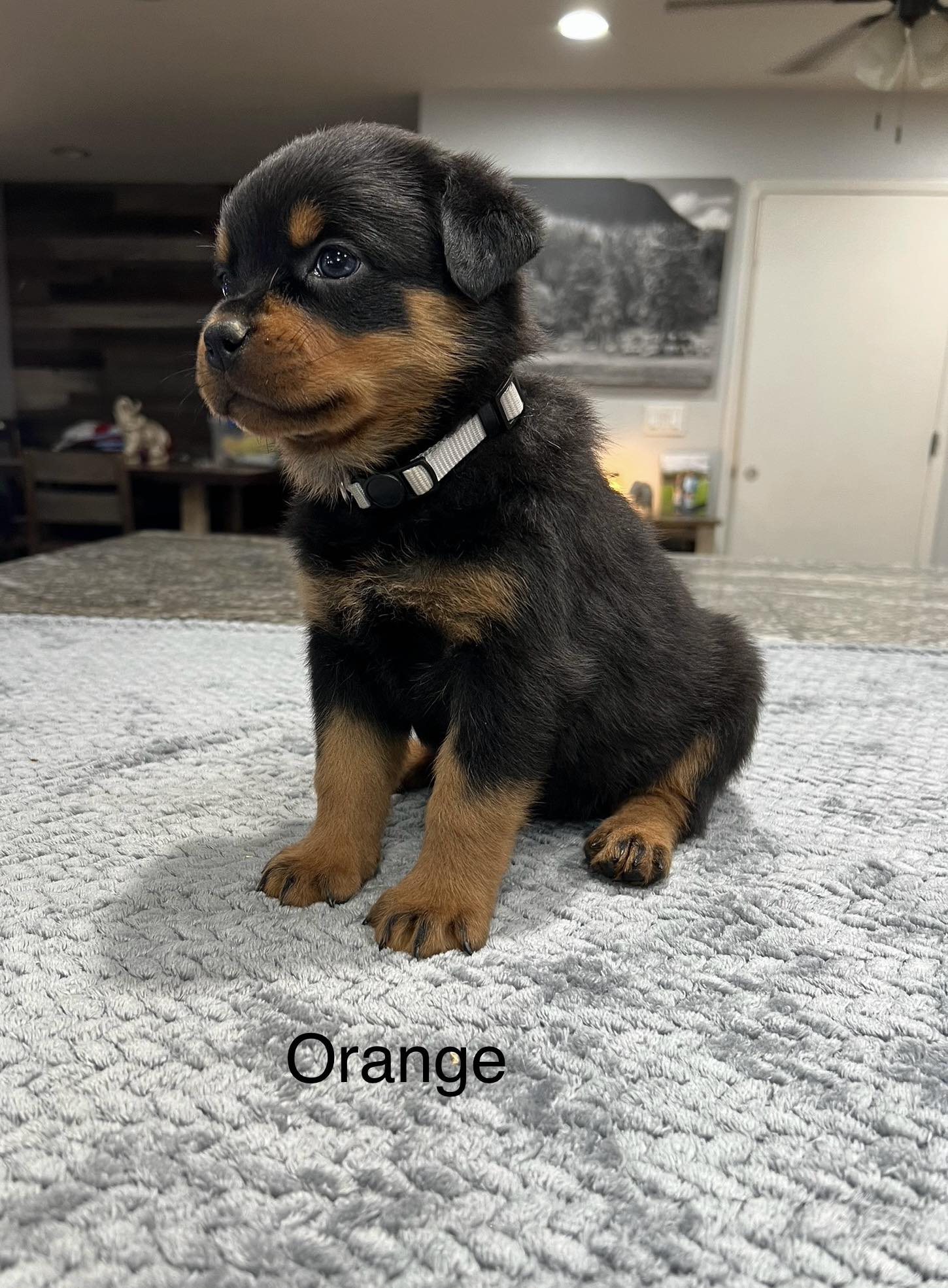 HB Rottweilers | Desert Hills AZ
