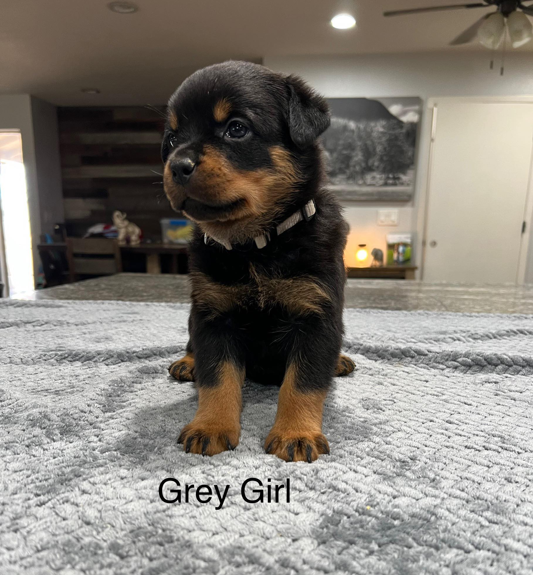 HB Rottweilers | Desert Hills AZ