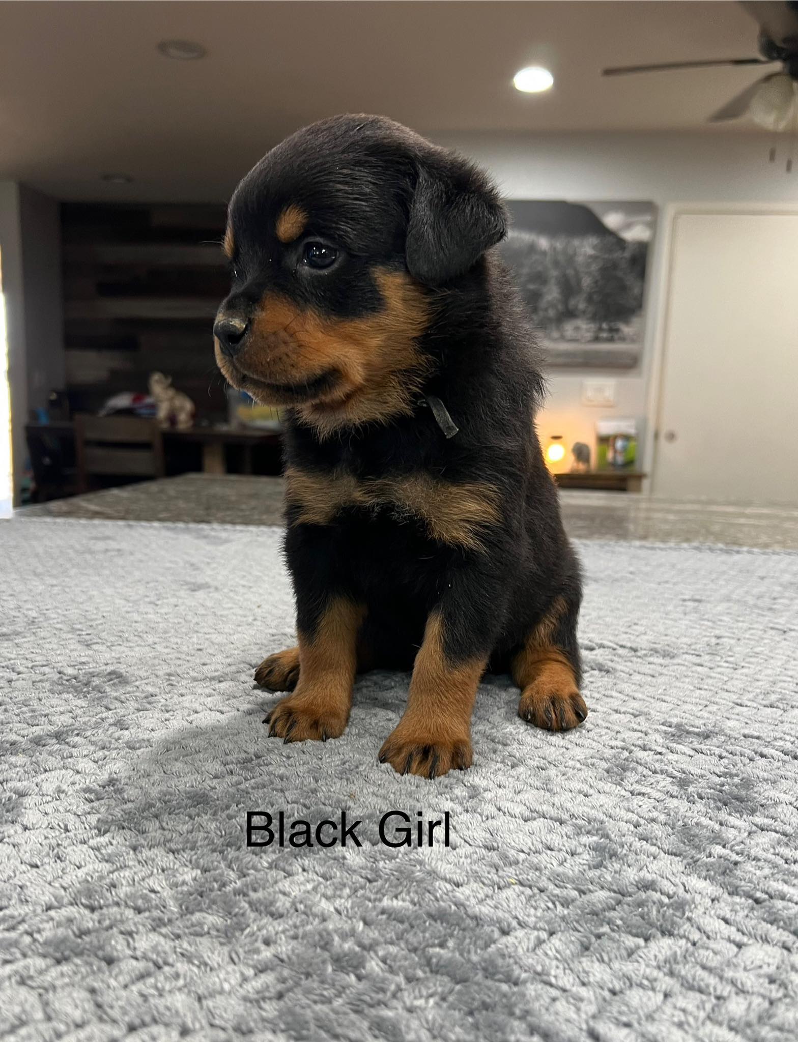 HB Rottweilers | Desert Hills AZ