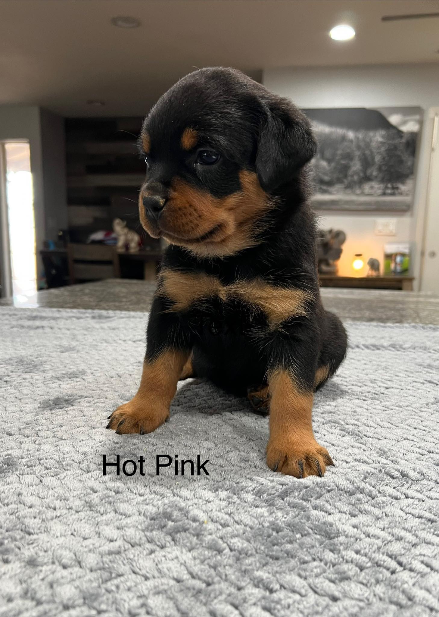 HB Rottweilers | Desert Hills AZ