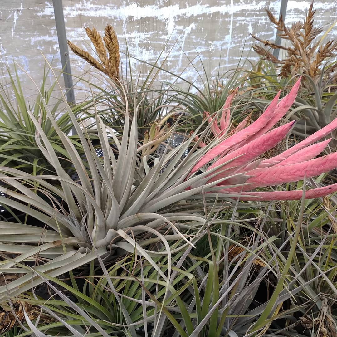 Tillandsia 'The Great White' - T.caput-medusae Sonoran Snow x T