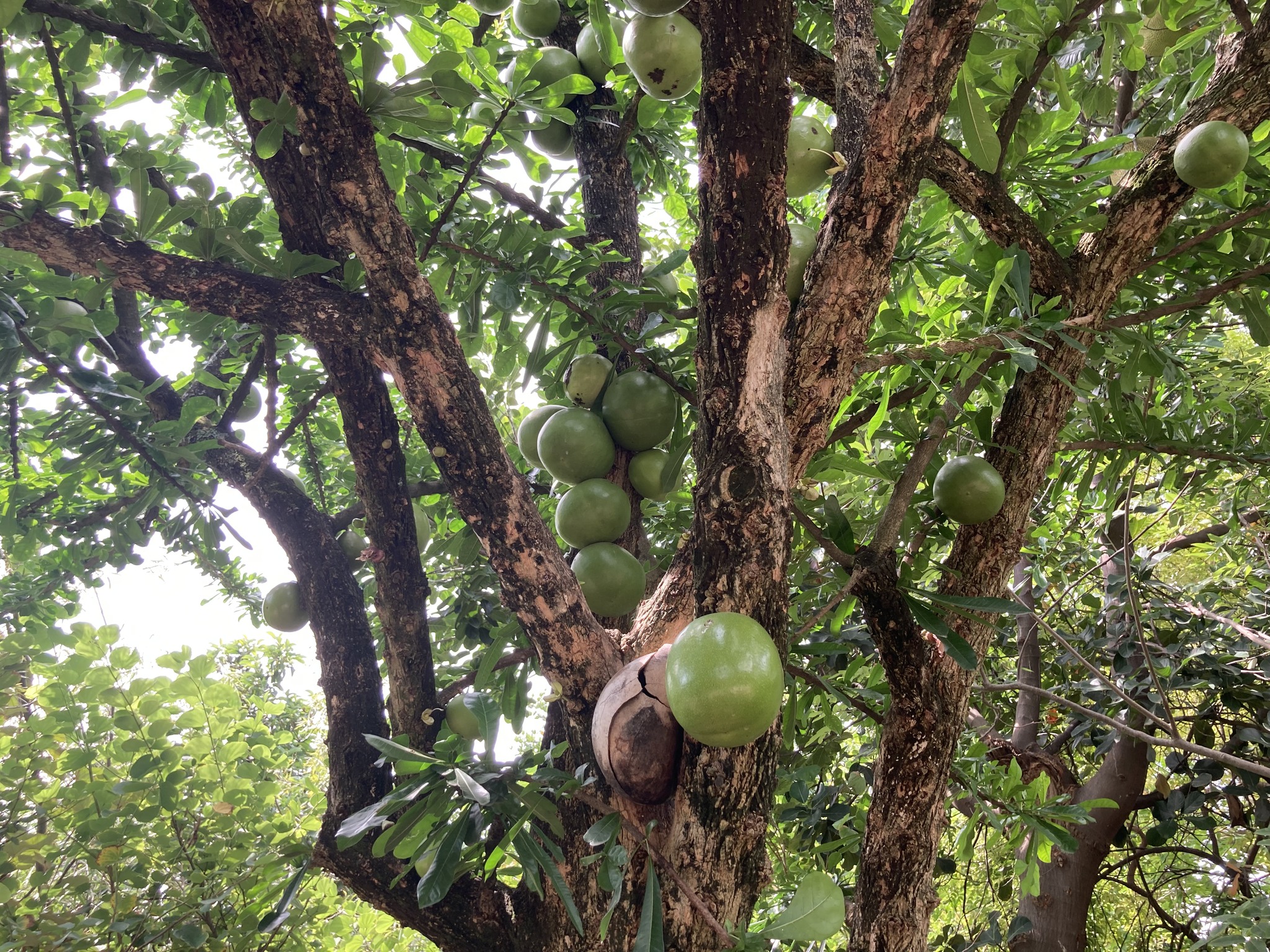 Vivero Yautepec - ¿Conoces el cuatecomate? Este fruto...