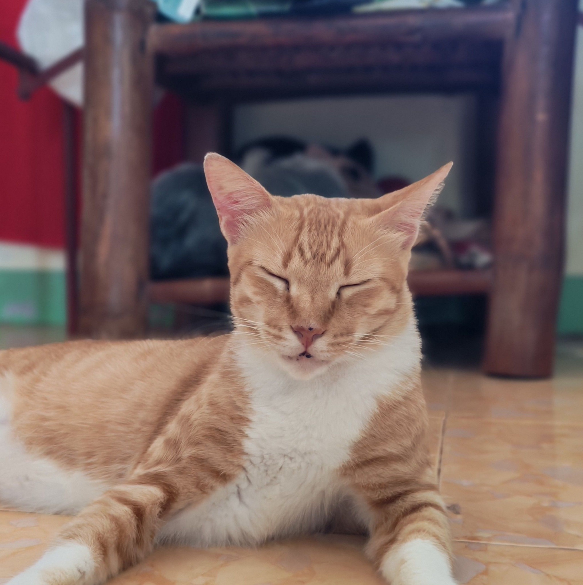 Observant #reels #cat | Miyiego & PAWmily