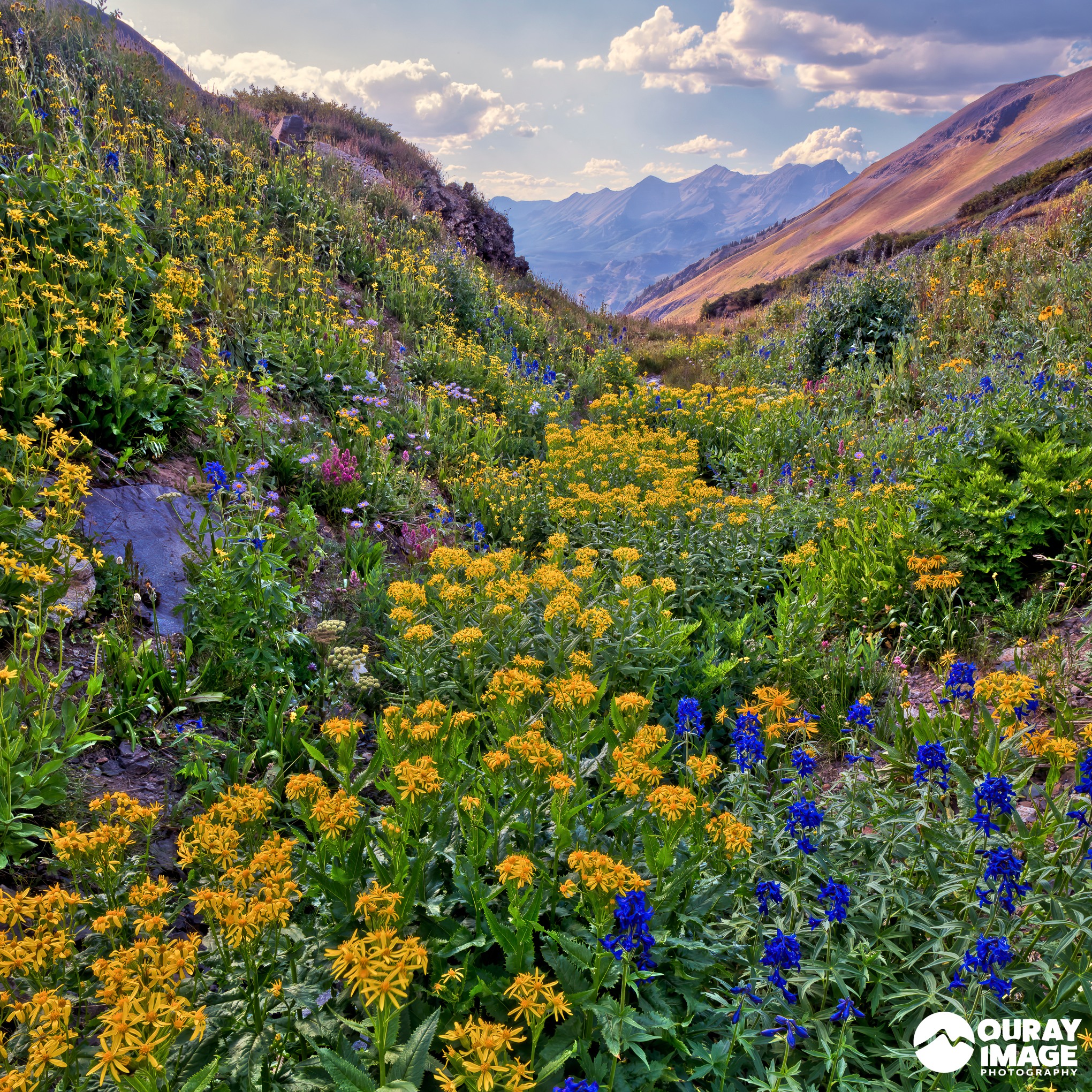 Wild Flowers a Plenty in the San Juan Mountains.