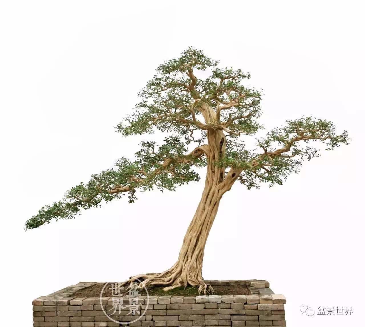 岭南盆景主要技法1、截干蓄枝： “截干蓄枝”技法是岭南盆景的独有特色