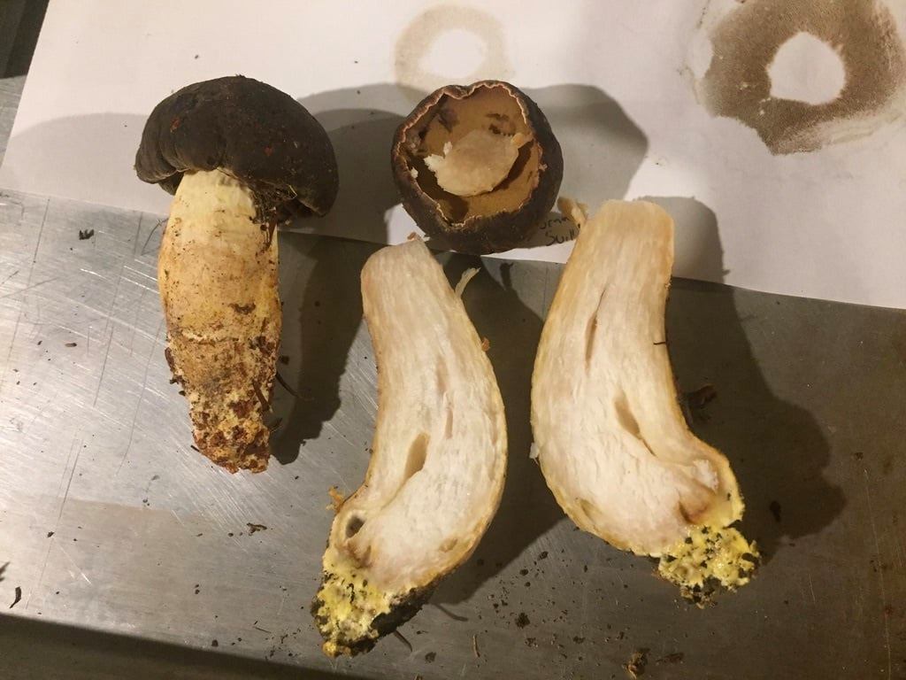 What is this stunning yellow mycelium mushroom species?