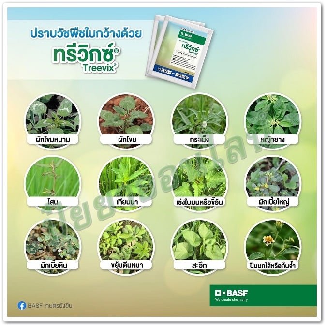 Puiyaonline - วัชพืชใบกว้างปราบยากแค่ไหนทรีวิกซ์ก็เอาอยู่ #ทรีวิกซ์คุม ...