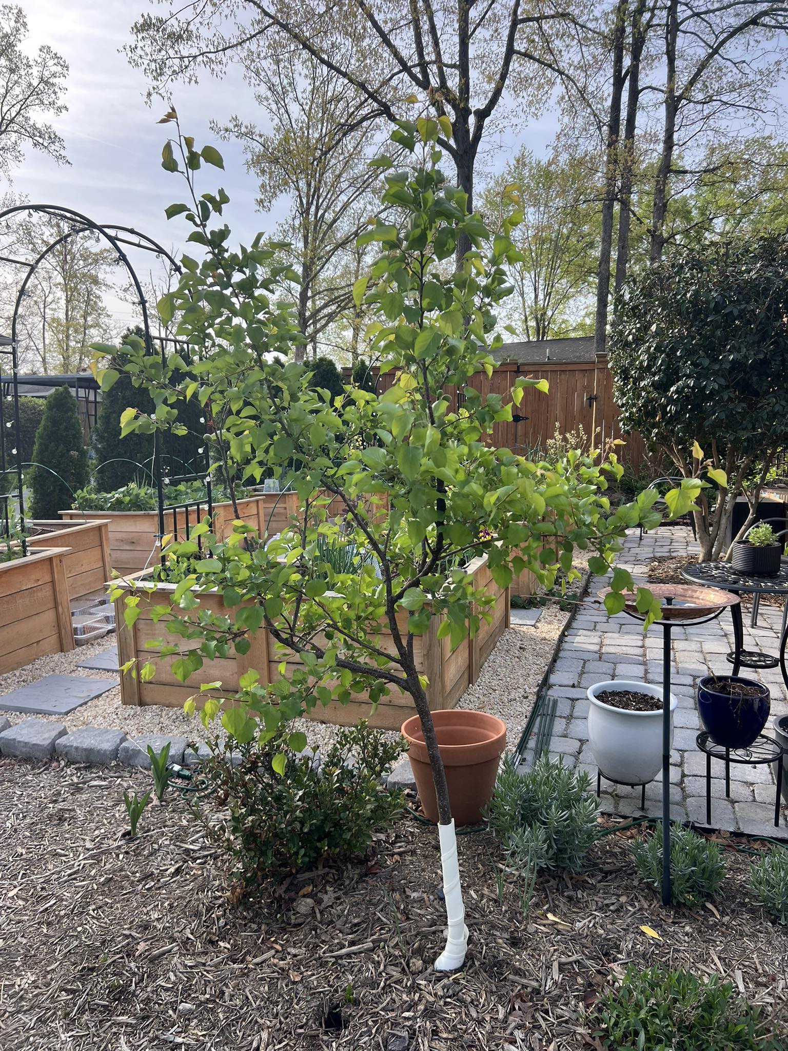 Will a fruit tree produce after one year?