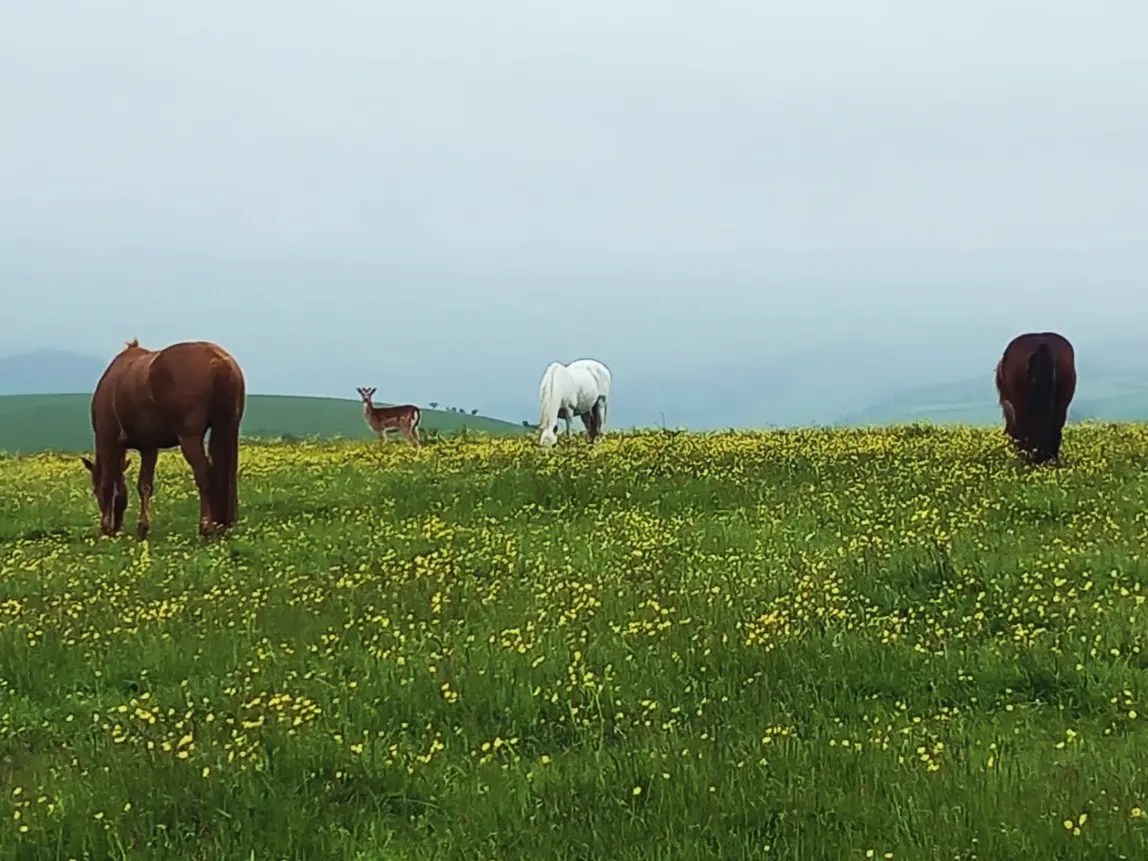 Springhill Farm Riding Stables | Selattyn