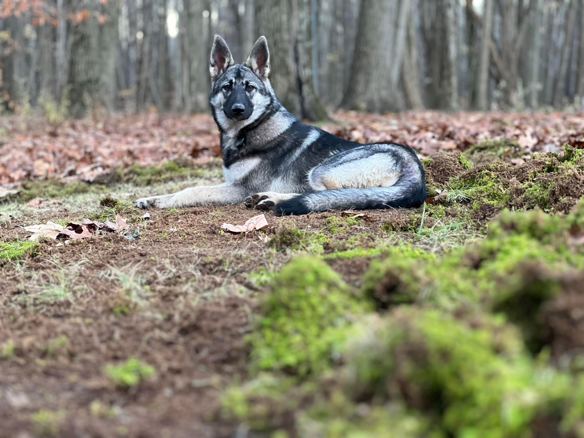 Lost German Shepherd/Husky mix puppy Itzel in Thompson, Ohio